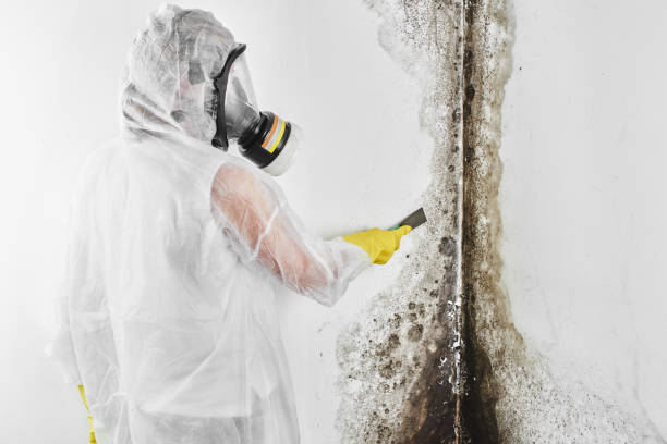 Best Affordable Mold Removal  in Burlington, CO