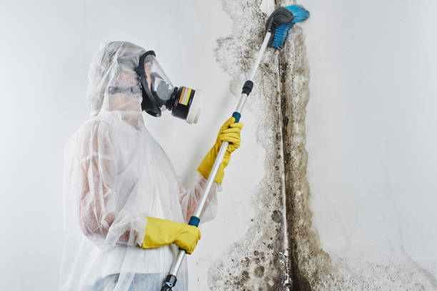 Best Local Mold Removal Service  in Burlington, CO