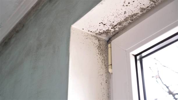 Trusted Burlington, CO Mold Removal Experts