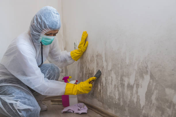 Best Black Mold Removal  in Burlington, CO