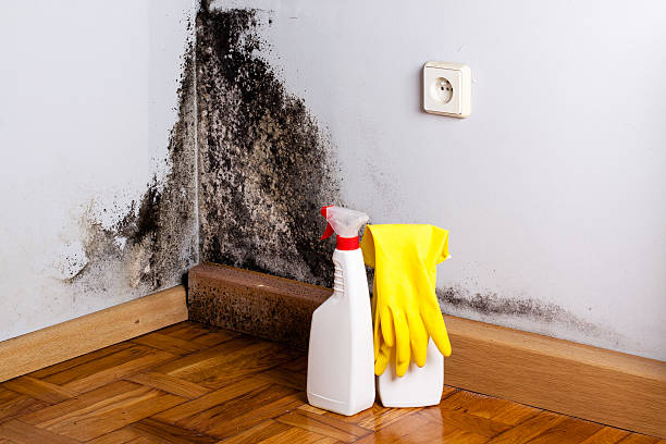 Best Toxic Mold Removal  in Burlington, CO