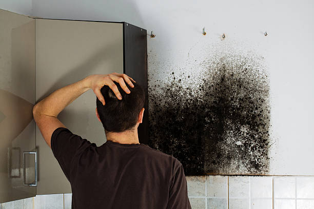 Best Local Mold Removal Service  in Burlington, CO